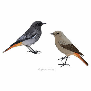 Ilustración naturalista de una pareja de colirrojo tizón posado, arte digital 2024.