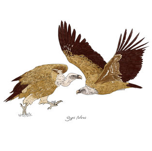 Arte digital naturalista de un buitre leonado en vuelo y otro andando en el suelo, 2025.