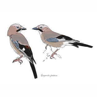 Ilustración naturalista de un arrendajo euroasiático en rama, arte digital 2024.