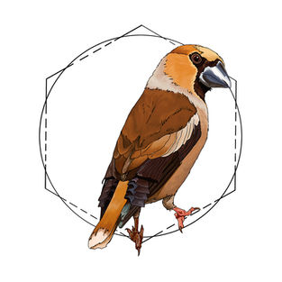 Ilustración naturalista de un picogordo posado, arte digital 2024.