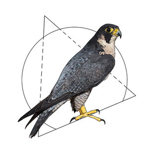 Ilustración naturalista de un halcón peregrino, arte digital 2024.