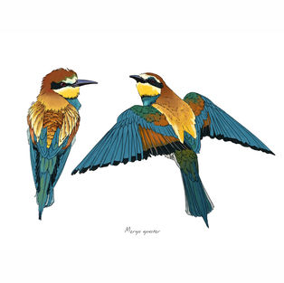 Ilustración naturalista de un abejaruco europeo en rama, arte digital 2024.