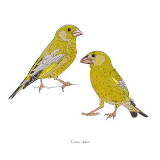Ilustración naturalista de un verderón común posado, arte digital 2024.