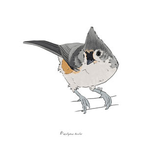 Ilustración naturalista de un herrerillo bicolor en rama, arte digital 2024.