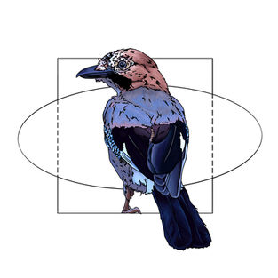 Ilustración naturalista de un arrendajo euroasiático en rama, arte digital 2024.