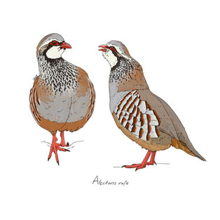 Ilustración naturalista de una perdiz roja en entorno mediterráneo, arte digital 2025.