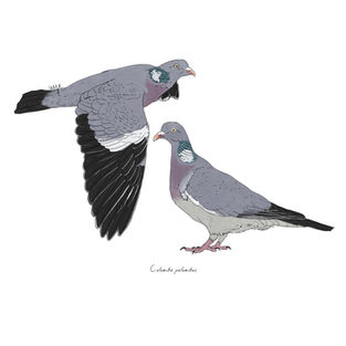Ilustración naturalista de una paloma torcaz en vuelo y posada, arte digital 2024.
