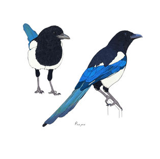 Ilustración naturalista de una urraca común, arte digital 2024.