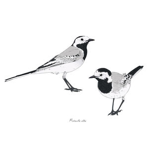 Ilustración naturalista de una lavandera blanca en suelo, arte digital 2024.