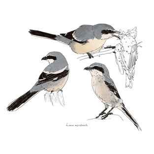 Ilustración naturalista de diferentes vistas de un alcaudón real observando desde una rama y con su presa, arte digital 2025.