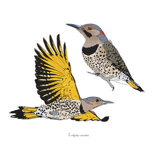 Carpintero escapulario en vuelo y posado, ilustracion digital naturalista 2024.