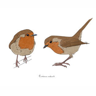 Ilustración naturalista de un petirrojo europeo posado, arte digital 2024.