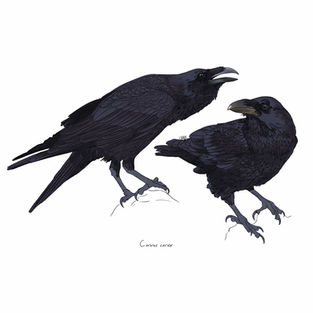Ilustración naturalista de un cuervo grande posado, arte digital 2024.