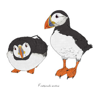 Ilustración naturalista de un frailecillo atlántico en acantilado con su característico pico colorido, arte digital 2025.