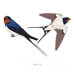 Ilustración naturalista de una golondrina común en vuelo y posada, arte digital 2024.