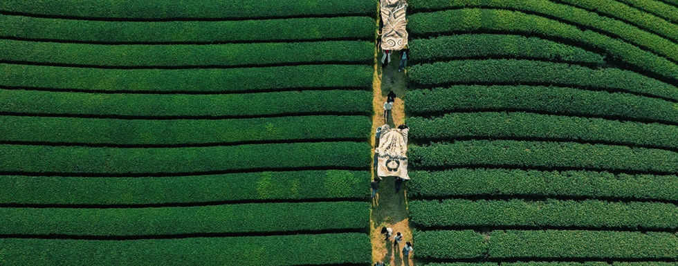 The Mountains Are Watching / Daidara in the Tea Fields