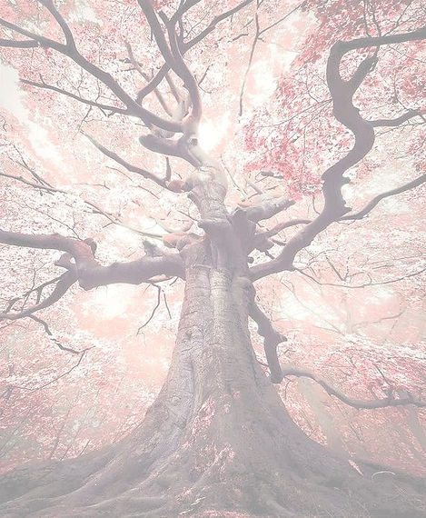 arbre%25204_edited_edited.jpg