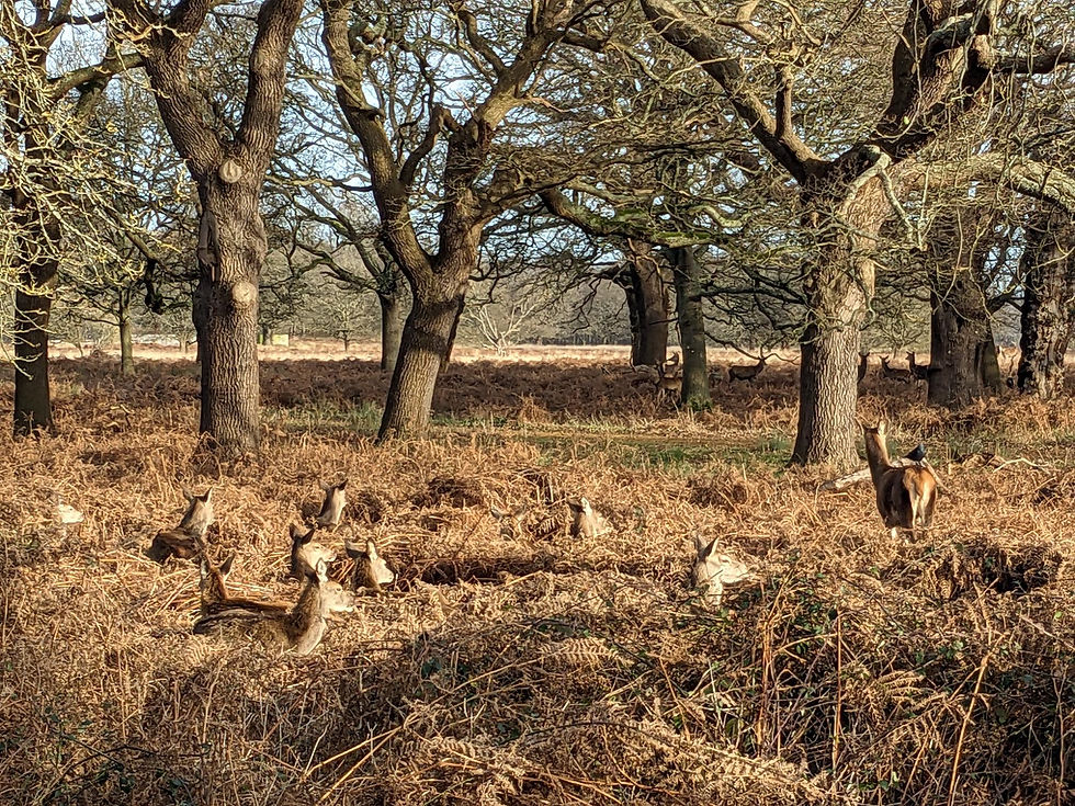Deer in Richmond Park