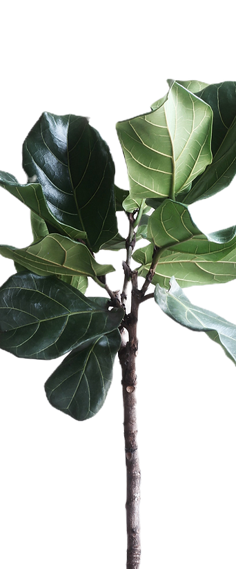 Green Plant_edited.png