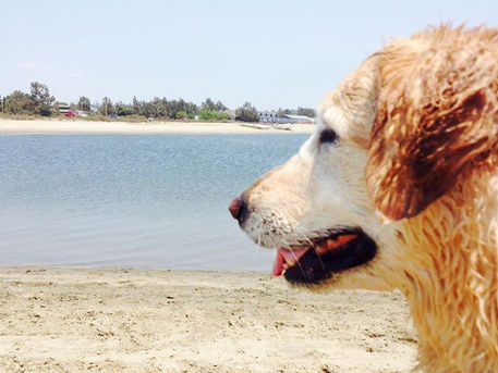 Understanding Mindfulness And How To Learn From Your Dog