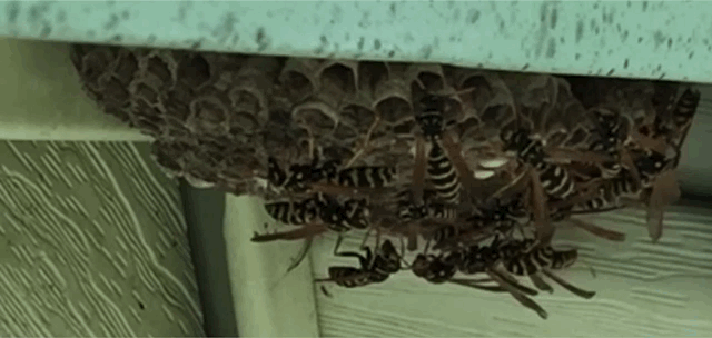 5c9e0188670f522050b5e297_GifVid-animated.gif