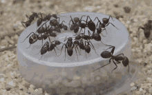 camponotus-nicobarensis-camponotus.gif