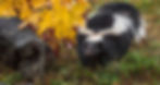 AdobeStock_233416528-crop.jpg