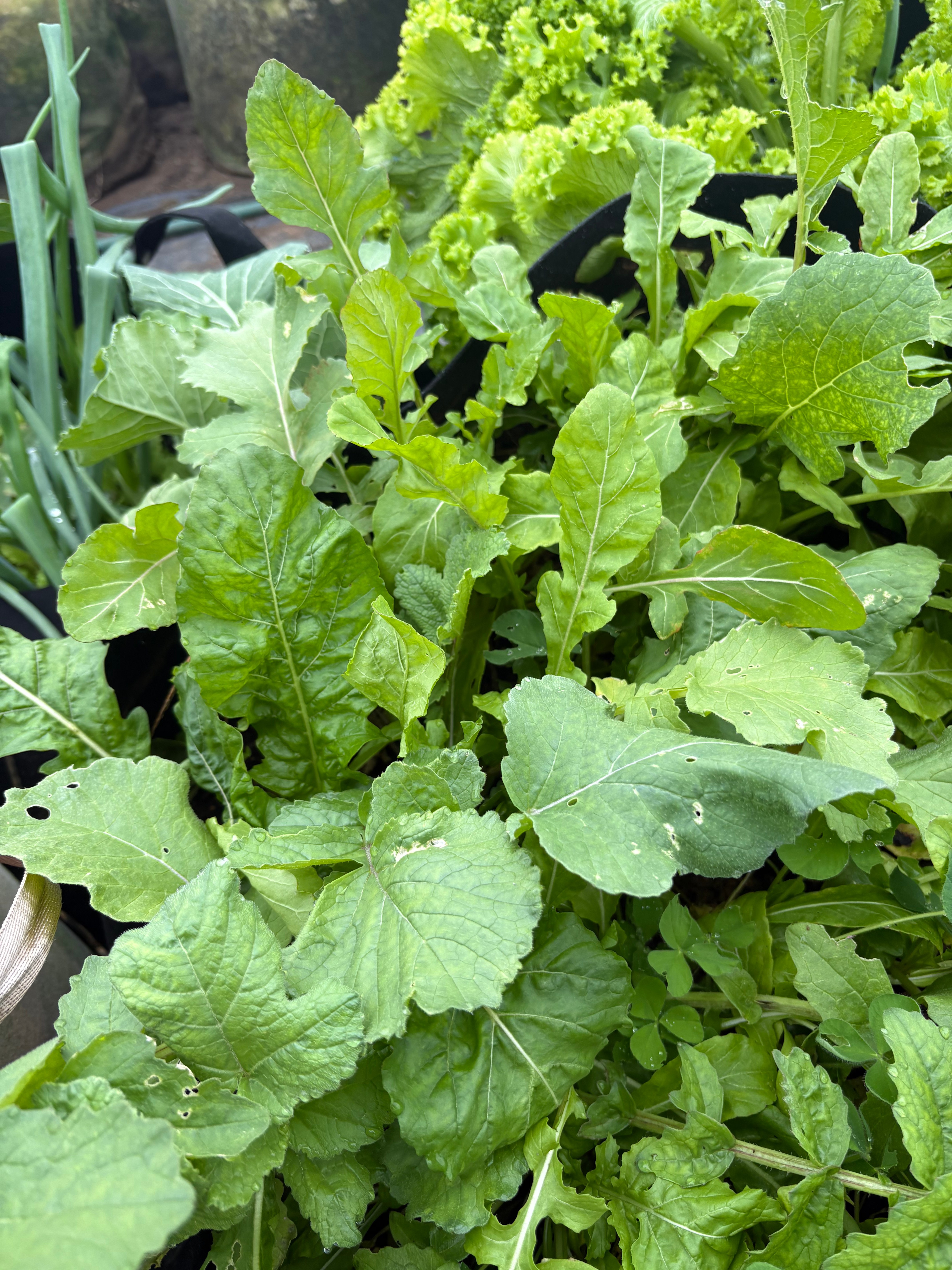 Arugula (1 bunch)