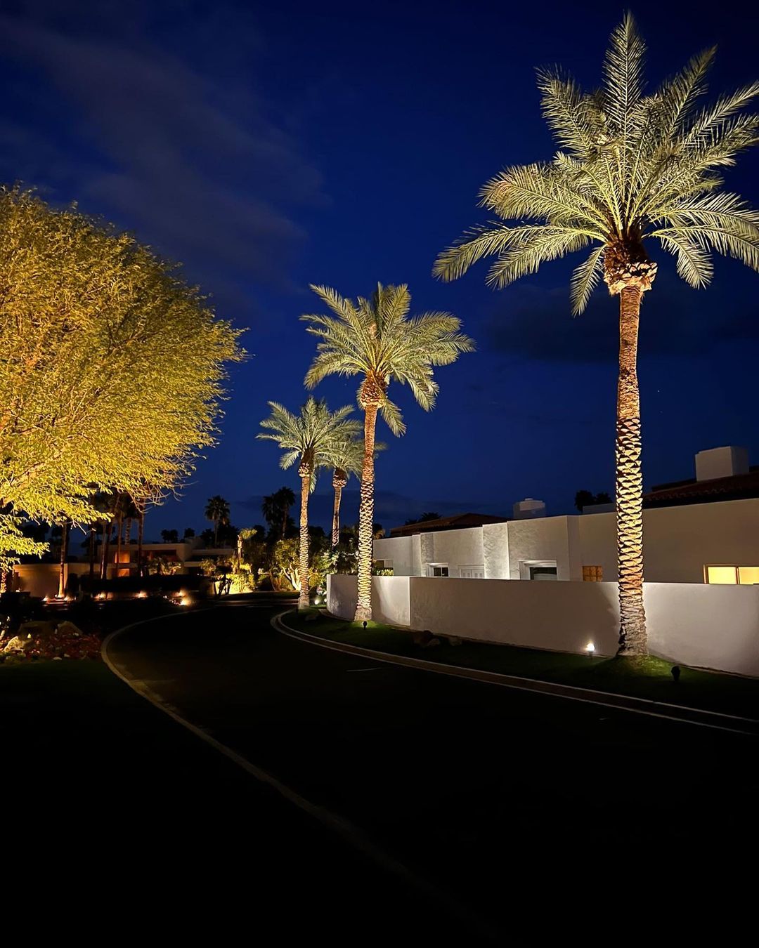 Directional landscape lights illuminating trees at night