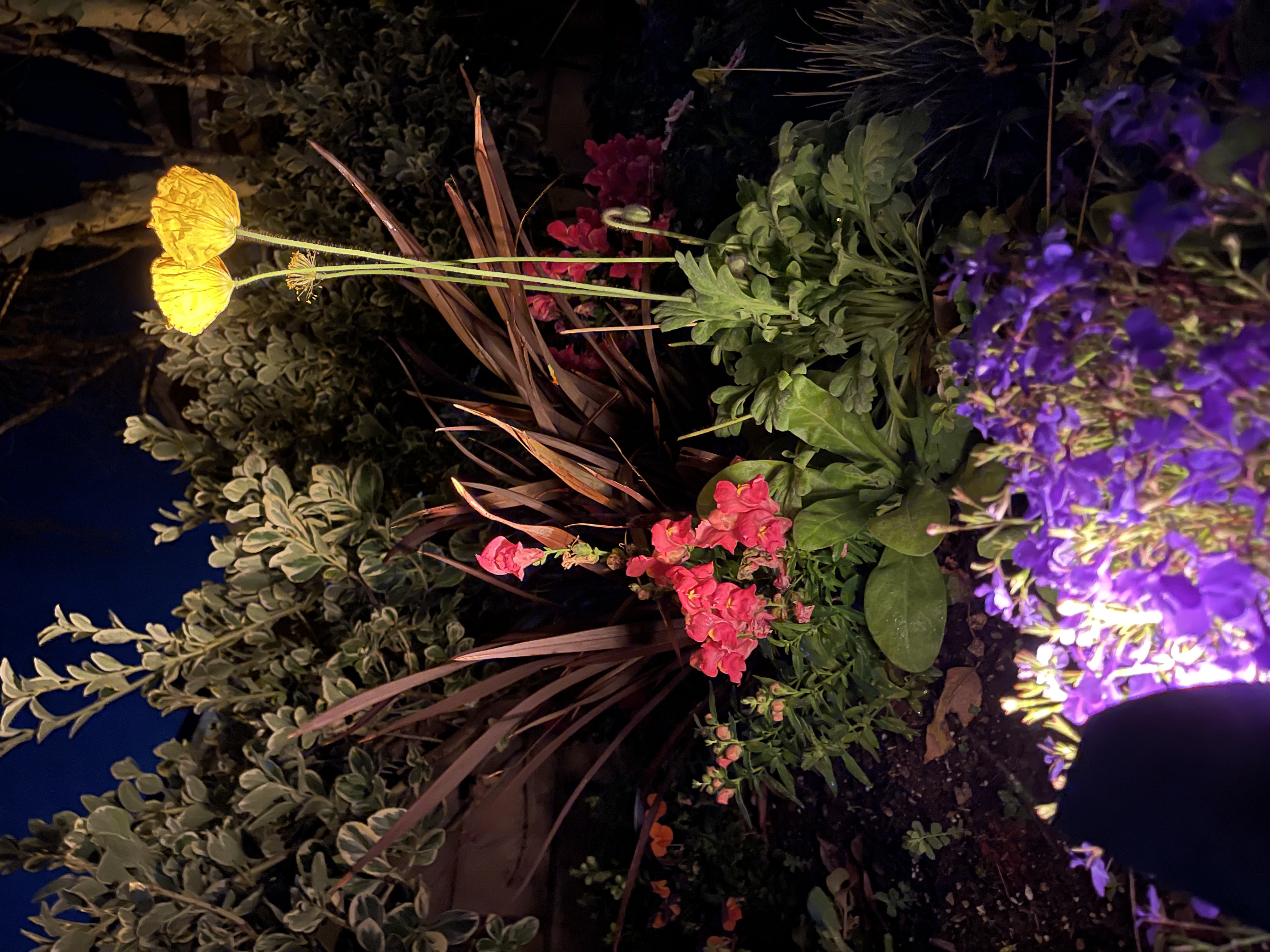 Directional landscape light illuminating flowers at night