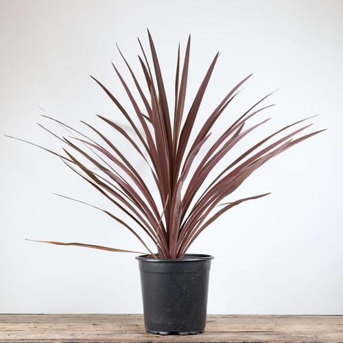 1gal Cordyline - Red Star | Burnaby Lake