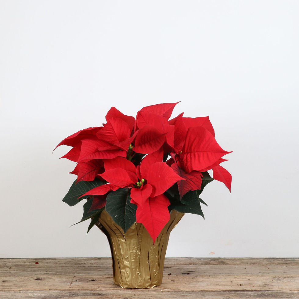Thumbnail: 4" Red Poinsettia