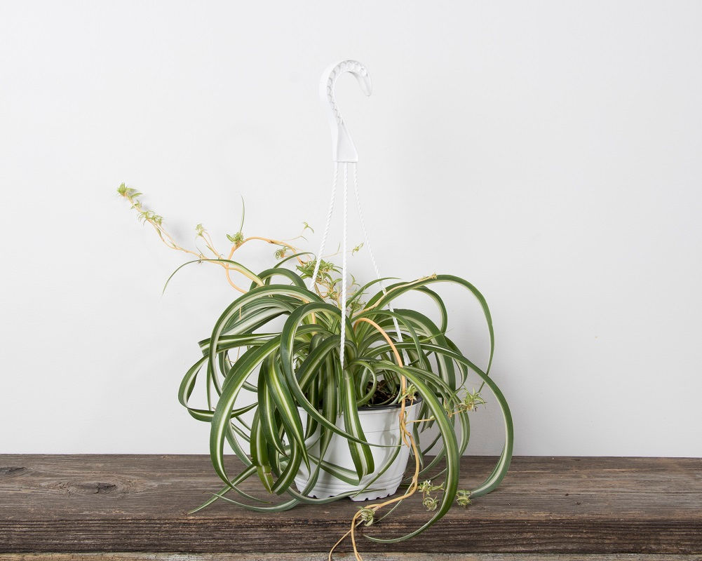 6" Spider - Curly Sue H.B