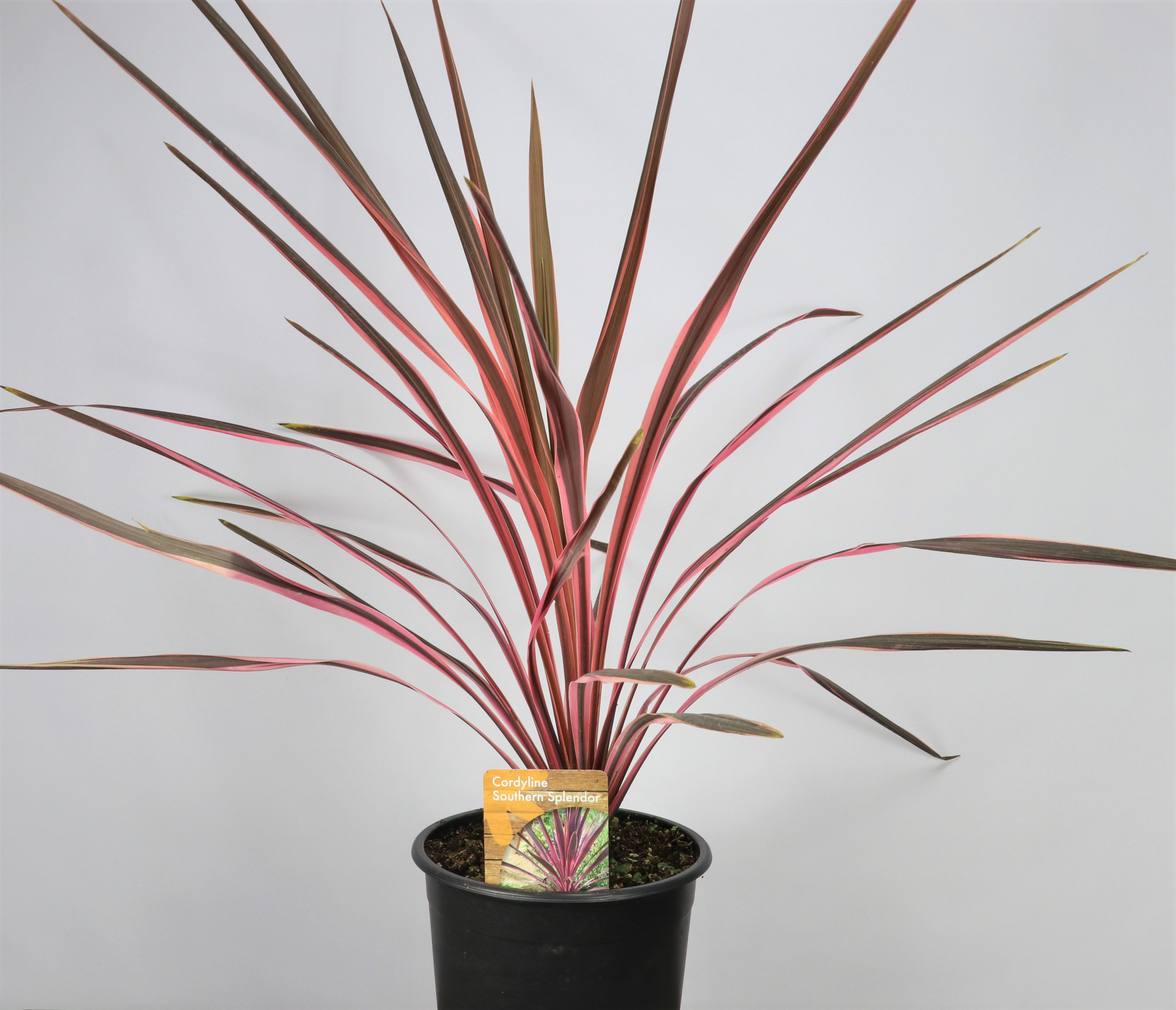 1gal Codyline Southern Splendor