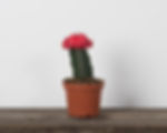 4" Grafted Cacti