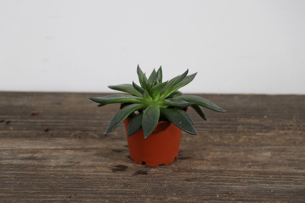 Thumbnail: 2" Echeveria - Assorted