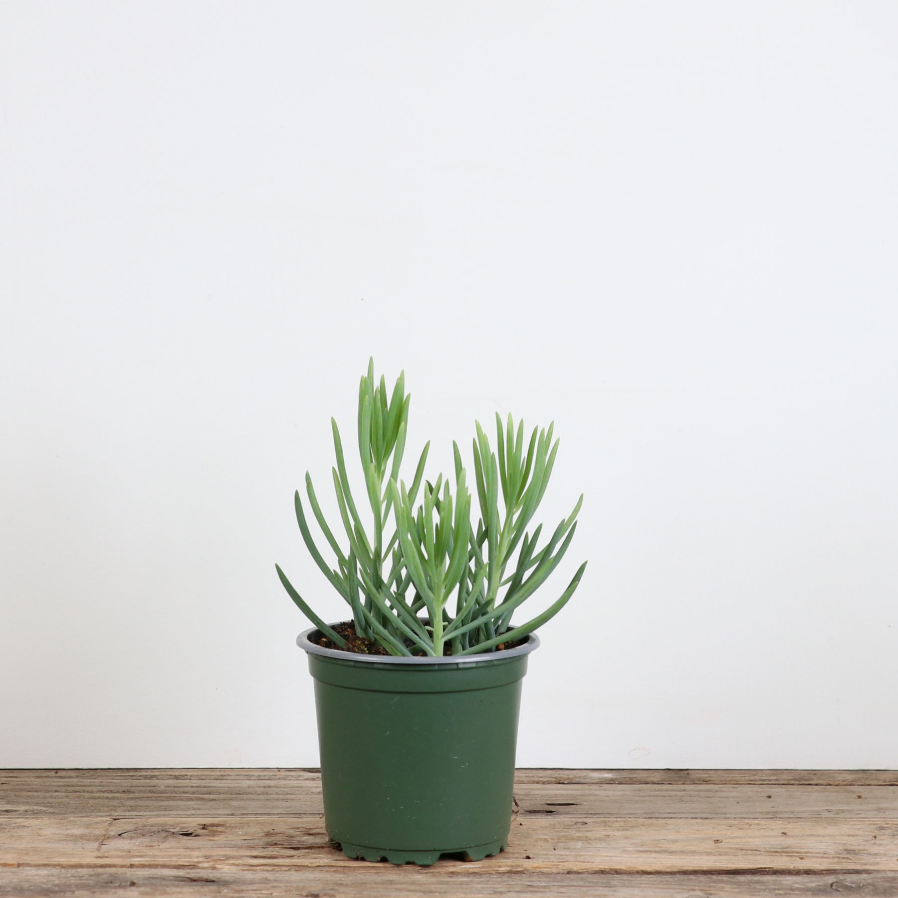 4" Curio - Kilimanjaro