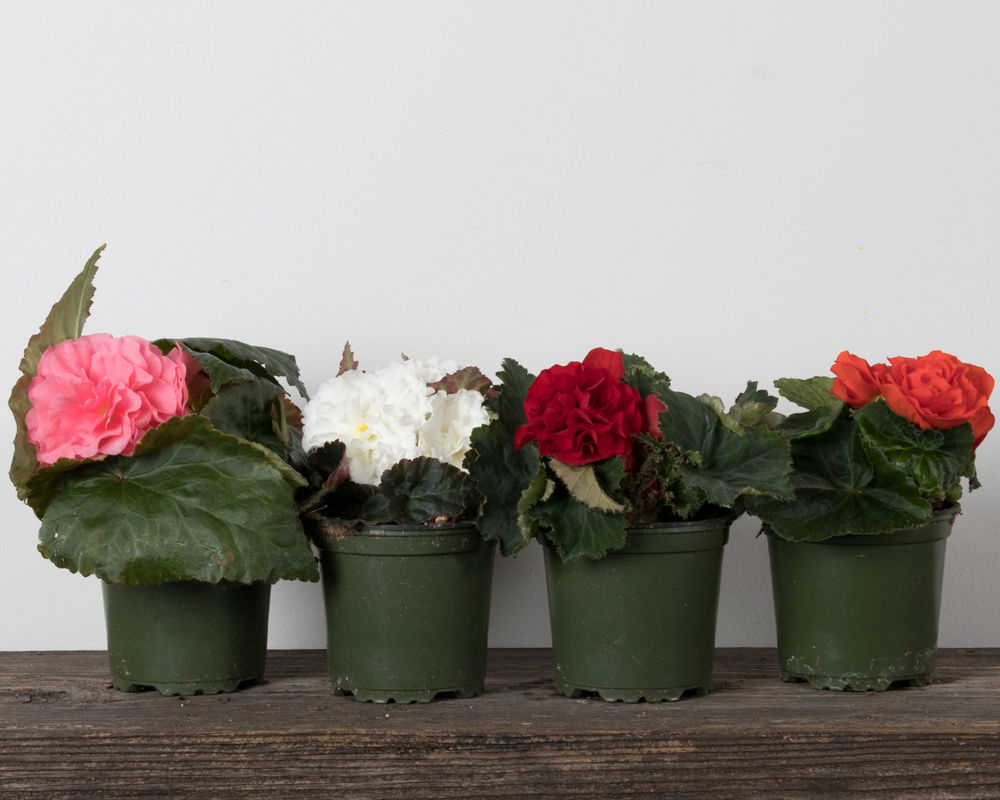 4" Nonstop Begonia