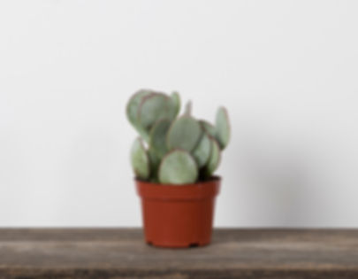 4" Succulents - Assorted