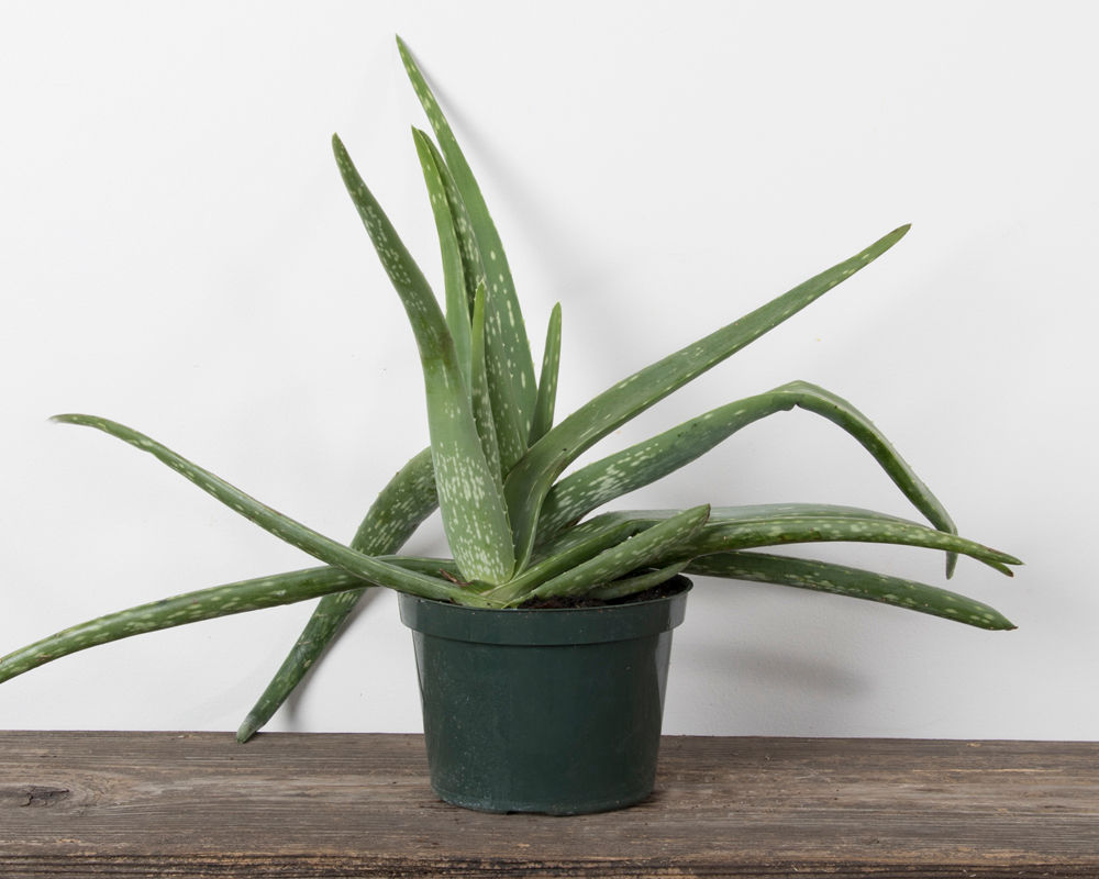 6" Aloe Vera