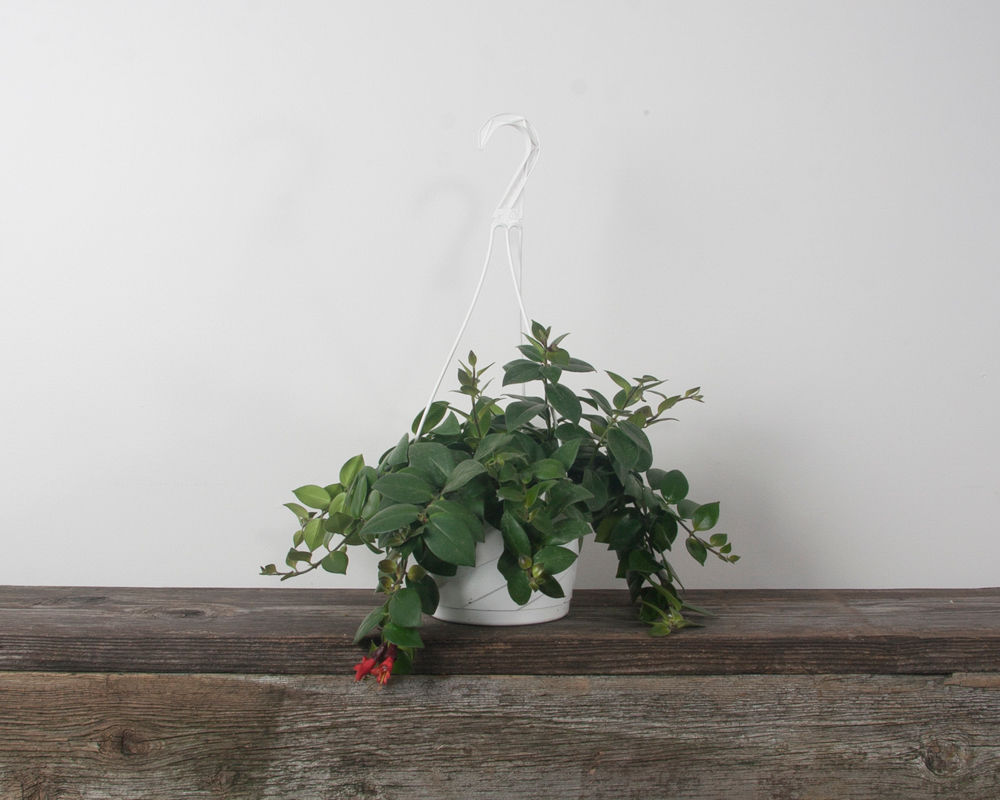 8" Lipstick - Mona Lisa H.B