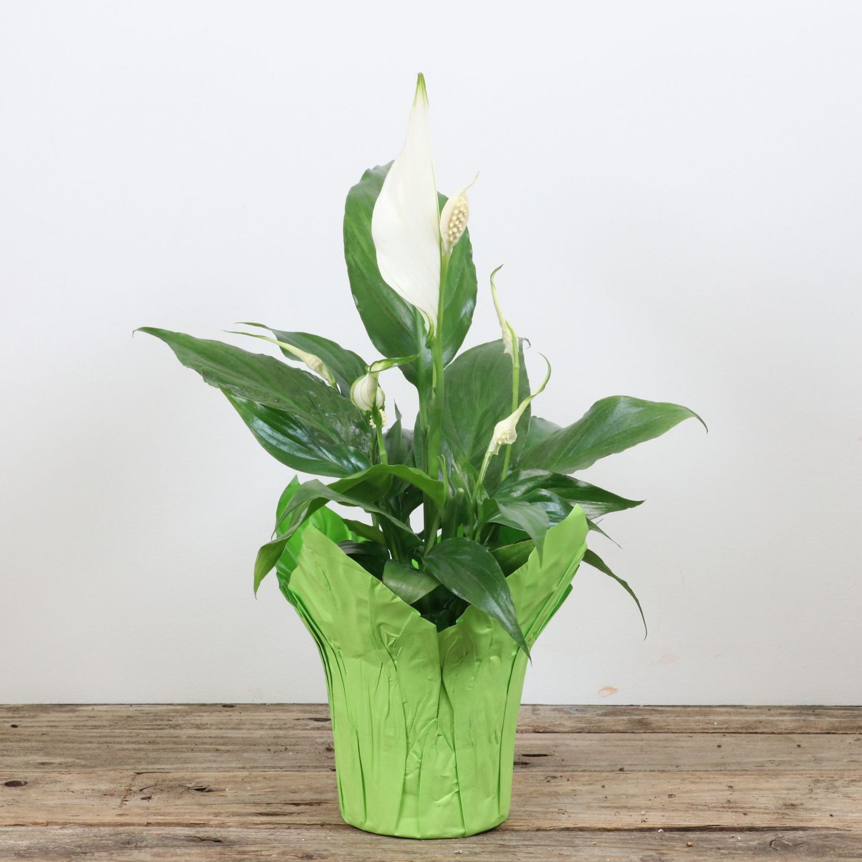 4" Peace Lily - Flowering