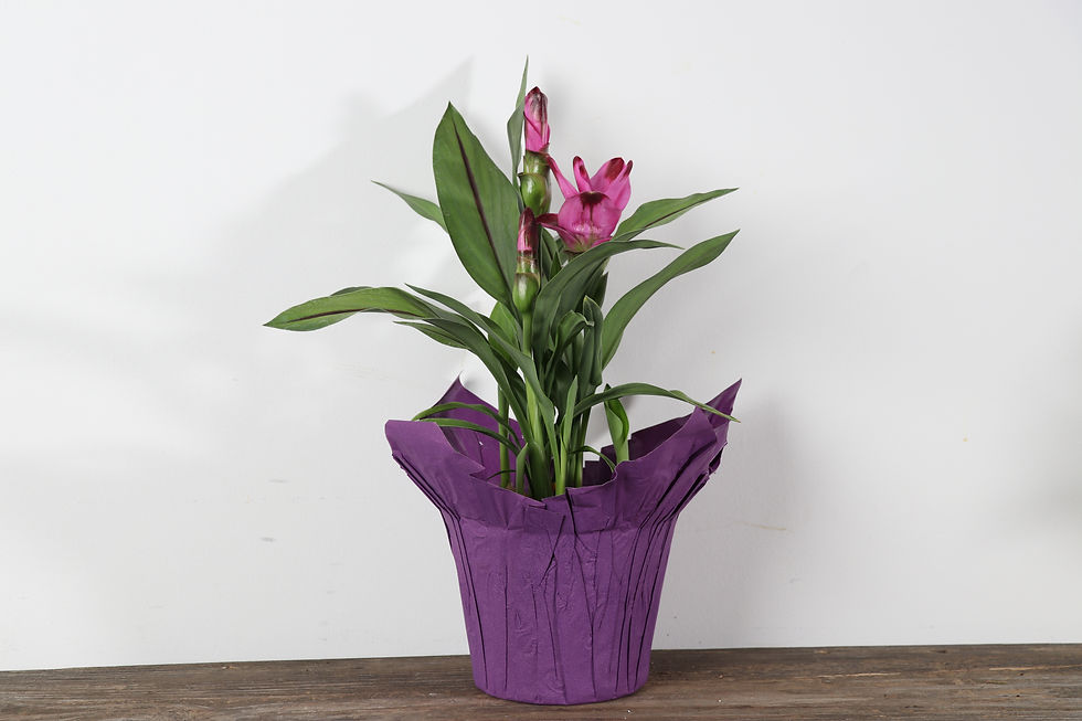 Thumbnail: 6" Curcuma - Siam Tulip