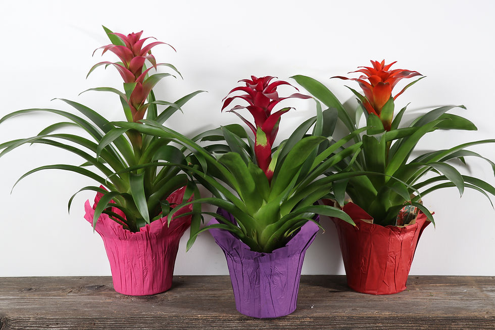 Thumbnail: 6" Bromeliad - Guzmania
