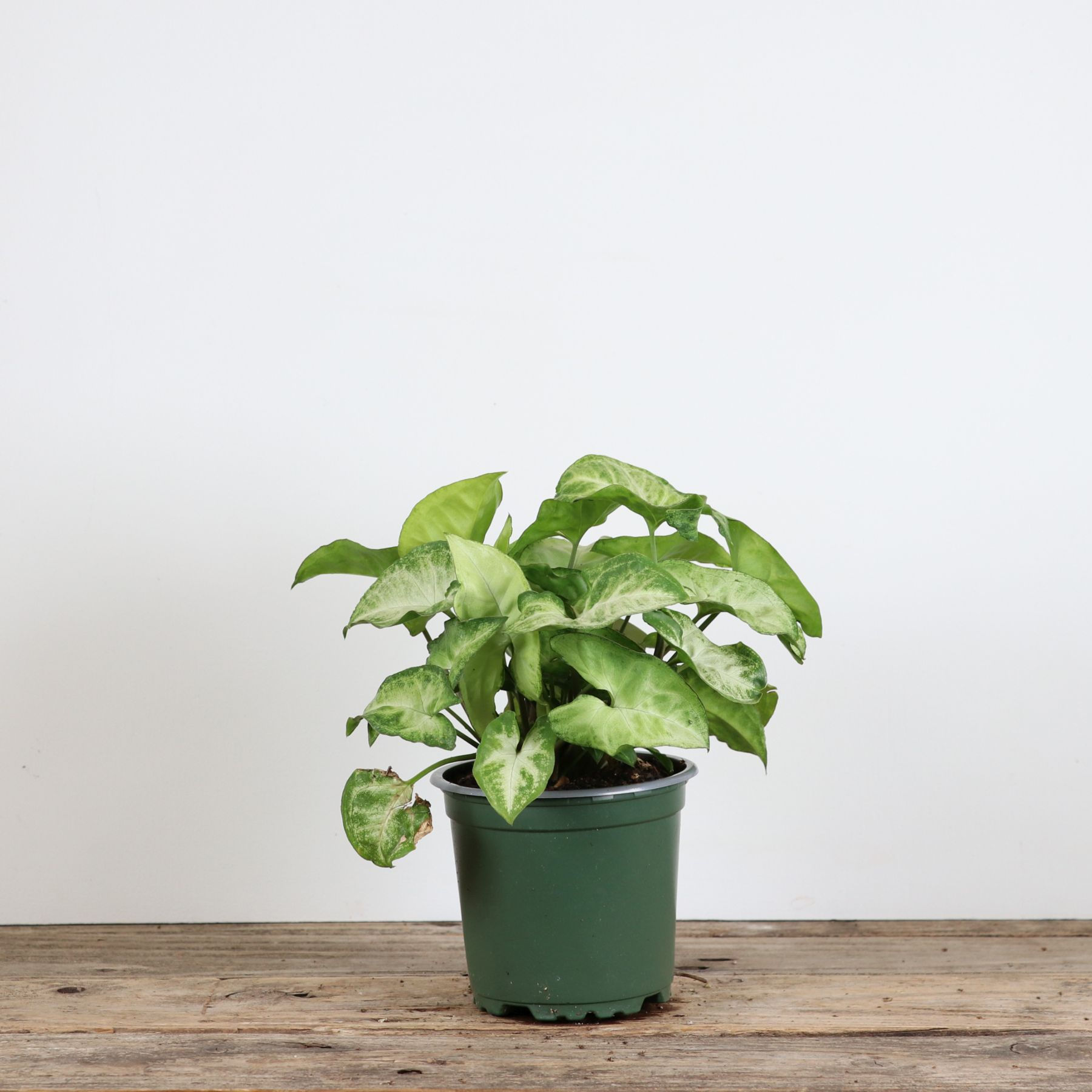 4" Nephthytis - Butterfly - White