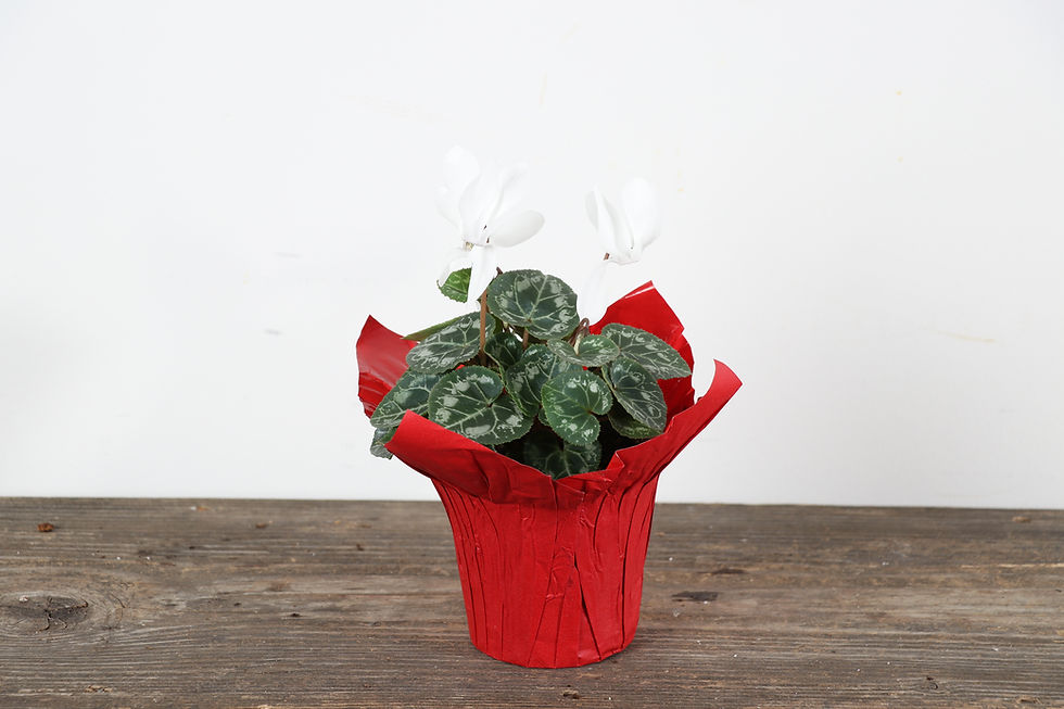 Thumbnail: 4" Cyclamen