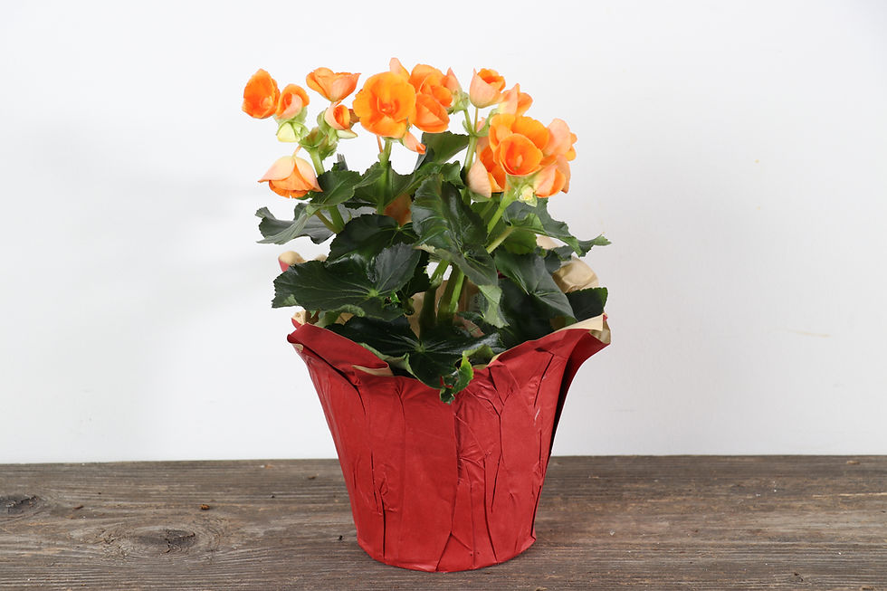 Thumbnail: 6" Rieger Begonia