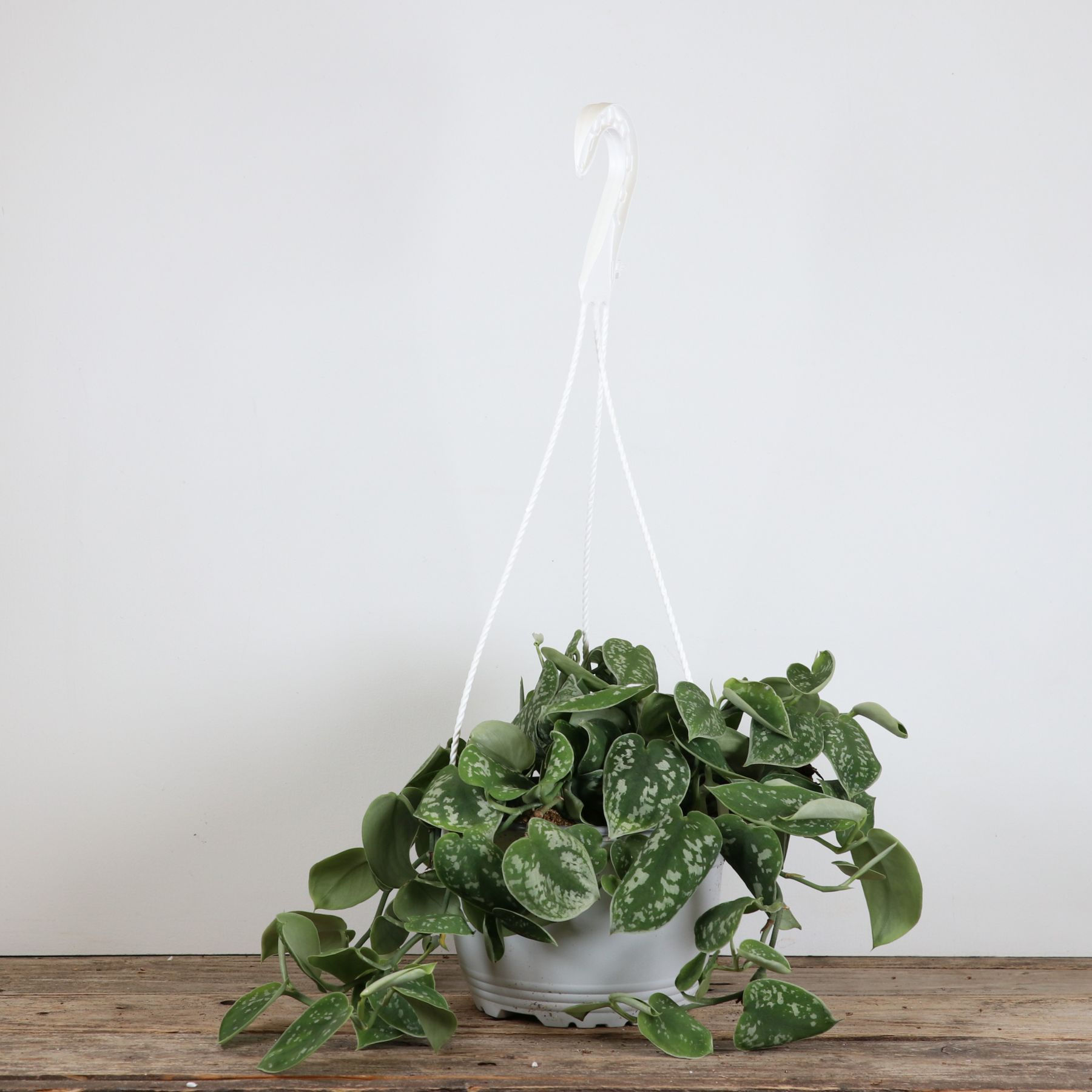 6" Pothos - Satin H.B.