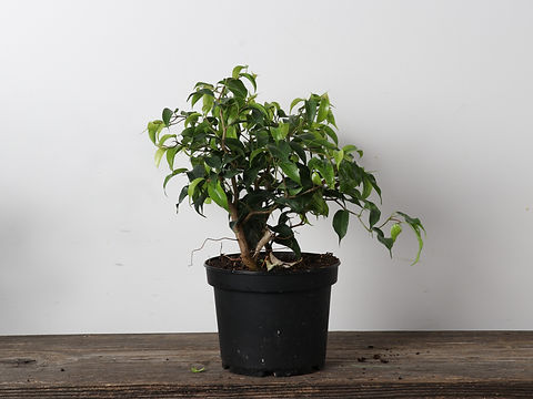 【FICUS】 6