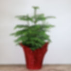 Thumbnail: 8" Norfolk Island Pine